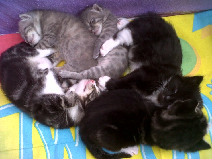 IMG00122-20110514-1549